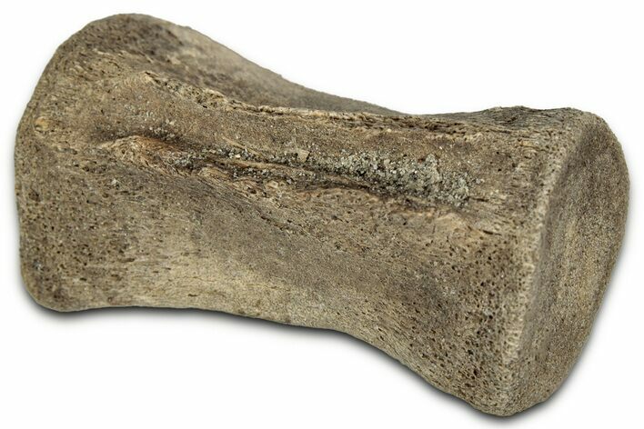 Fossil Dinosaur (Thescelosaurus) Caudal Vertebra - Montana #114537